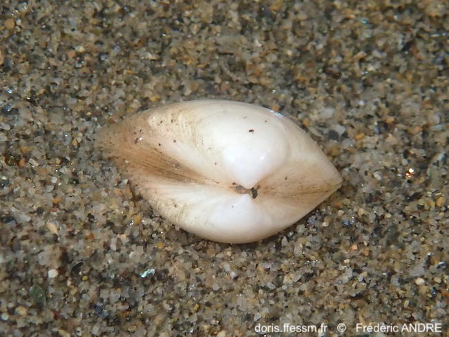 Spisula_subruncata-fran166