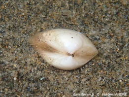 Spisula_subruncata-fran166