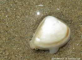 Spisula_subtruncata_fg_01