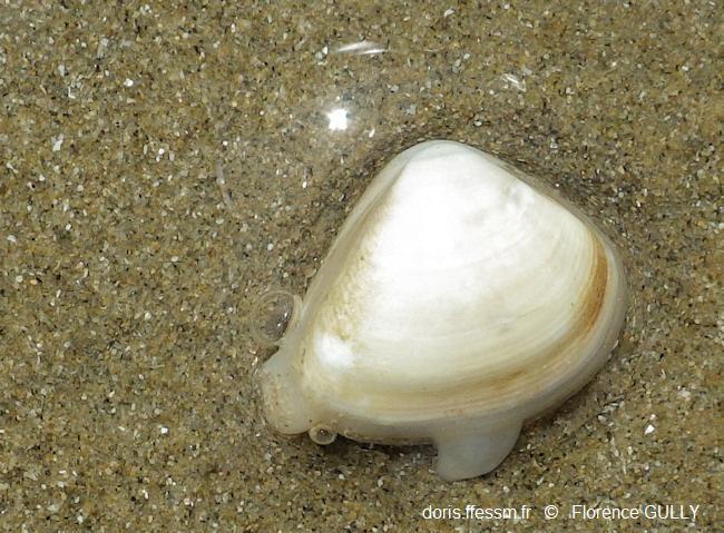 Spisula_subtruncata_fg_01