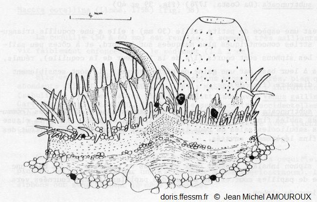 Spisula_subtruncata_jma_01