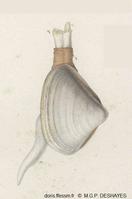 Spisula_subtruncata_mgpd_01
