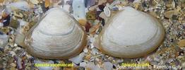 Spisula_subtruncata_solida_fg_01