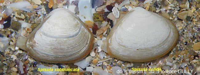 Spisula_subtruncata_solida_fg_01