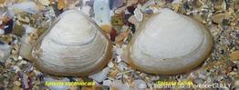 Spisula_subtruncata_solida_fg_01