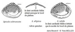 Spisula_subtruncata_ym_01