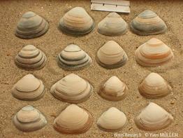 Spisula_subtruncata_ym_02