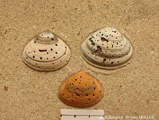 Spisula_subtruncata_ym_04