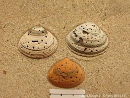 Spisula_subtruncata_ym_04