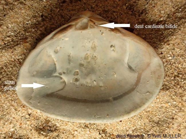 Spisula_subtruncata_ym_05