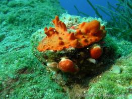 spondylus_gaederopus-fa-img_004