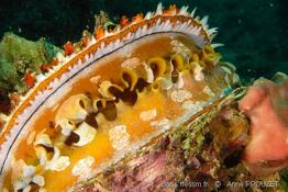 spondylus_varius_ap2