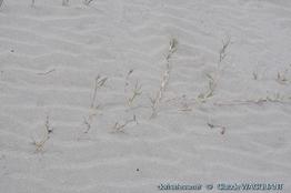 sporobolus_pungens-cw2
