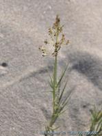 sporobolus_pungens-cw6