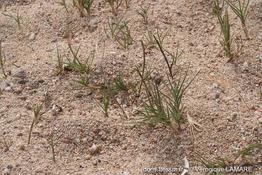 sporobolus_pungens-vl1