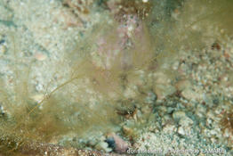 sporochnus_pedunculatus-vl3