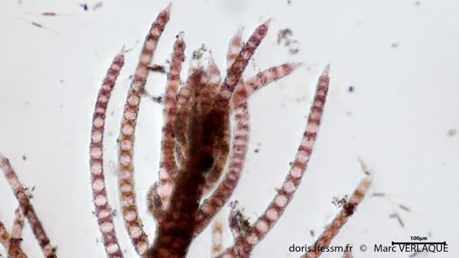 Spyridia_filamentosa-mv1