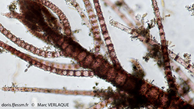 Spyridia_filamentosa-mv2