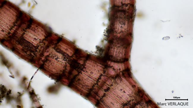 Spyridia_filamentosa-mv3