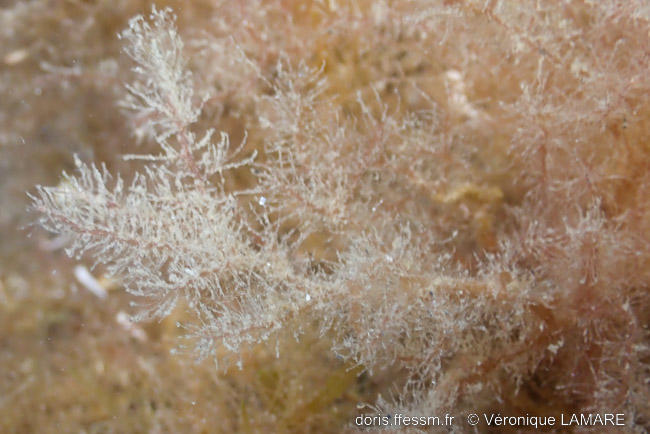 Spyridia_filamentosa-vl1