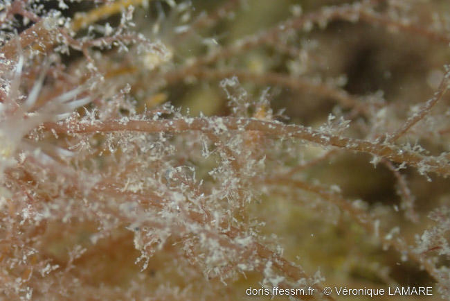 Spyridia_filamentosa-vl2