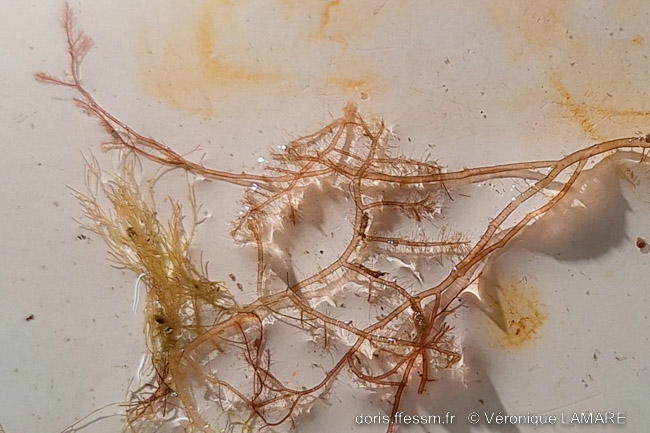 Spyridia_filamentosa-vl3