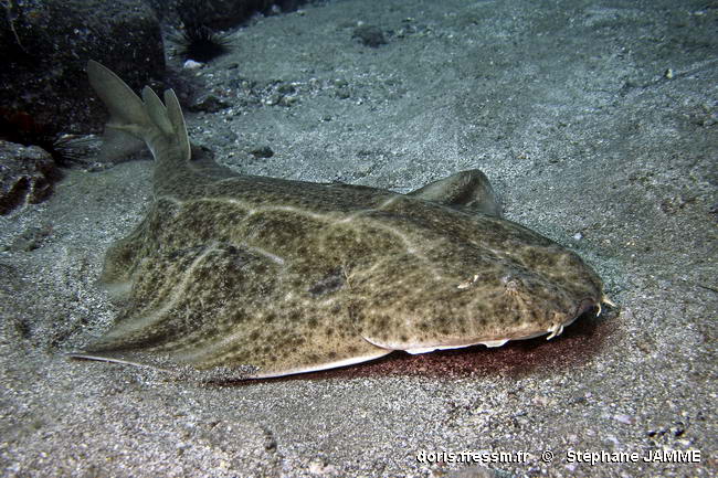Ange de mer commun