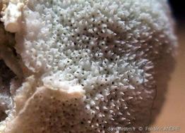 cellepora_pumicosa-11fa
