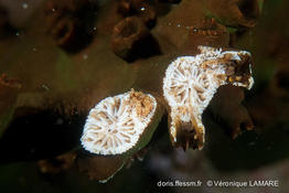 tubastraea_micranthus-vl5