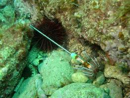 turlutta-sepiacida-fa2
