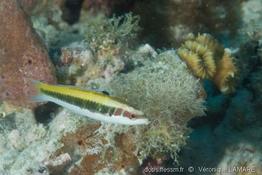 thalassoma_bifasciatum-vl7