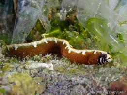 stathmonotus_hemphilii_mc1