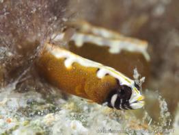stathmonotus_hemphilii_mc2