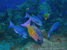 clepticus_parrae_StPierre_ap2