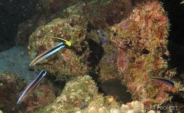 labroides_dimidiatus_bicolor_ap1