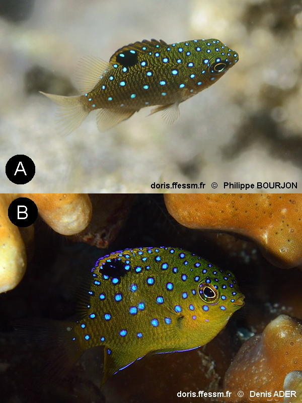 Stegastes_lacrymatus-phbodead080