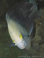 stegastes_planifrons_ap1
