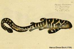 stegostoma_trigrinum-Bloch-1786