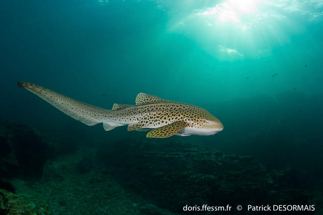 stegostoma_trigrinum-pds1