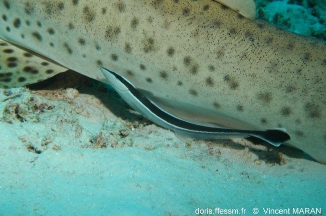 stegostoma_trigrinum-VM-6