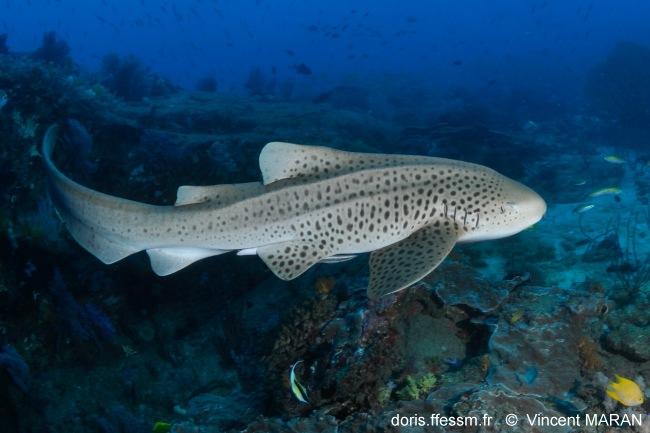stegostoma_trigrinum-vm0