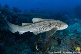 stegostoma_trigrinum-vm0