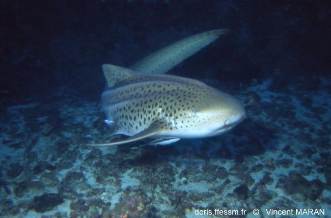 stegostoma_trigrinum-vm416