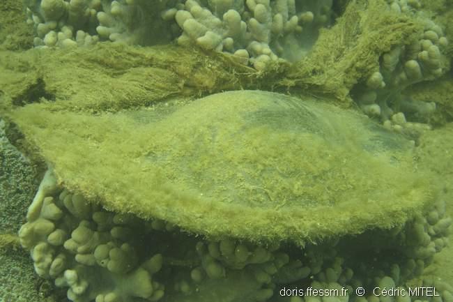 stegostoma_trigrinum_cm_5