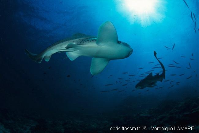 stegostoma_trigrinum_vl_1_8m
