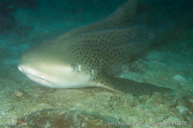 stegostoma_trigrinum_vl_35