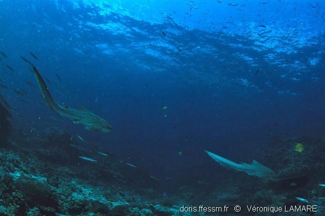 stegostoma_trigrinum_vl_568