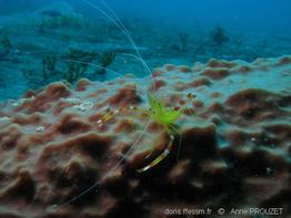 stenopus_scutellatus_ap1