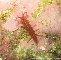 Stenosoma capito-slb21090