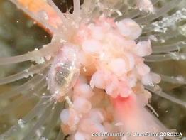 stenothoe_marina_valida-jpc-10